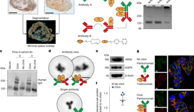 Modular in vivo antibody–ADC click to reverse drug resistance in tumours