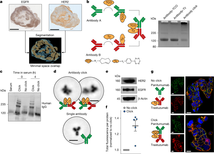Modular in vivo antibody–ADC click to reverse drug resistance in tumours