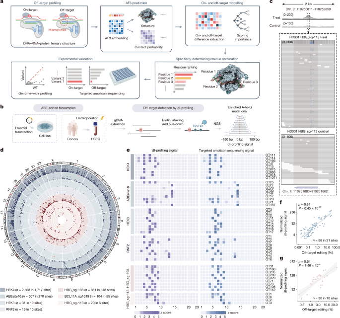Precise DNA base editing using AlphaFold3-based contact modelling