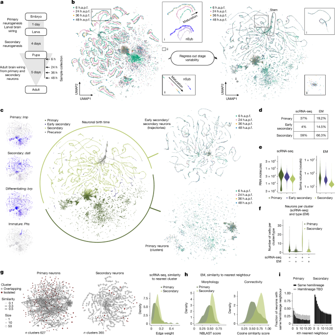A global molecular code for birth order and neuronal identity in Drosophila