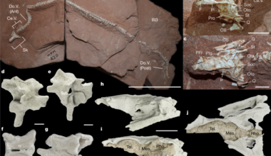 Exceptional brain and ecological diversity in the earliest snakes