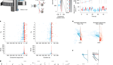 A vector-based strategy for olfactory navigation in Drosophila