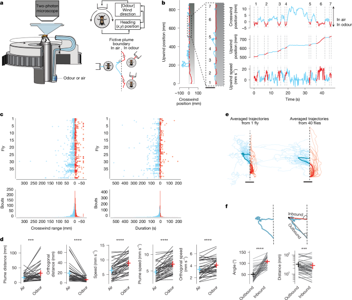 A vector-based strategy for olfactory navigation in Drosophila