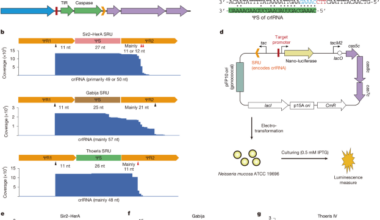 CRISPR–Cas regulates expression of embedded anti-phage defence systems