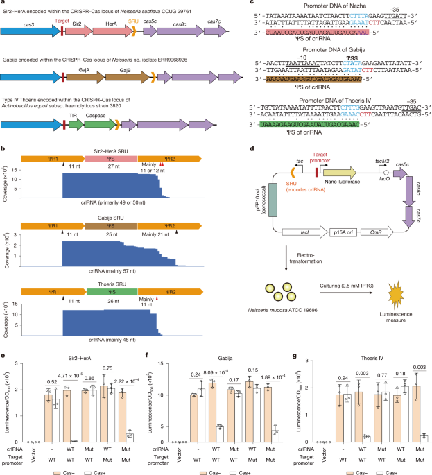CRISPR–Cas regulates expression of embedded anti-phage defence systems