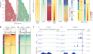 SUMOylation enhances DNMT1 function to repress mega-intergenic RNAs and viral mimicry