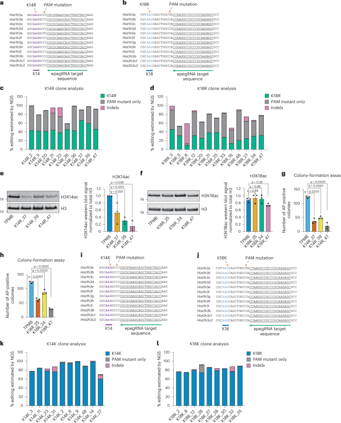Fig. 2: H3K14R and H3K18R mutations reduce cellular fitness.