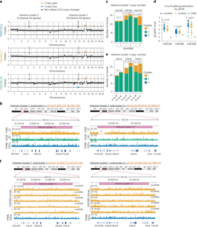 Fig. 5: Genomic by-products of histone mutagenesis by prime editing.