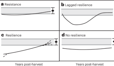 Biodiversity recovery is slow following clear-cut harvest of boreal forests