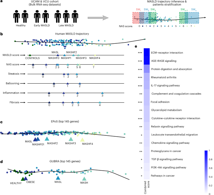 Fig. 1: Pseudo-temporal ordering of patients captures disease progression and identifies MASLD gene signature.