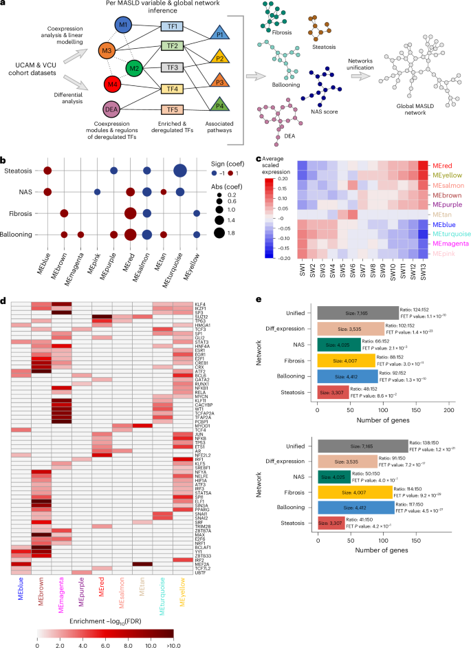 Fig. 2: Phenotype-specific gene modules associated with the different MASLD variables.