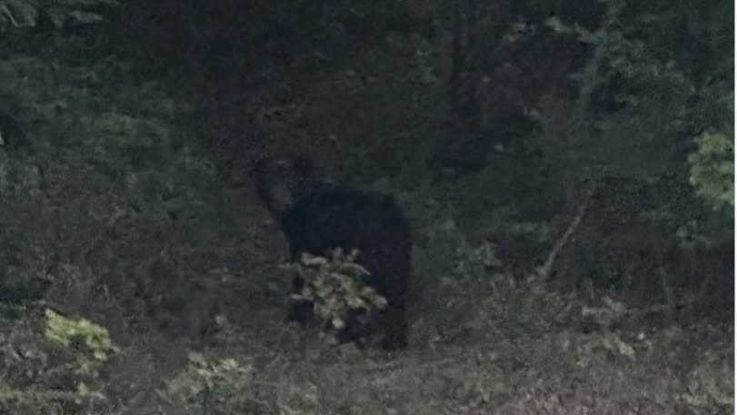 Pierce Township residents report black bear sighting