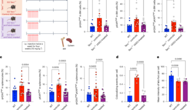 Therapeutic inhibition of telomeric DNA damage response rescues hematopoietic dysfunction driven by telomere shortening and aging