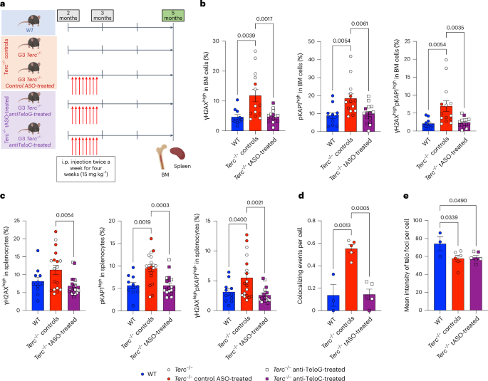Fig. 1: Telomeric DDR activation is effectively inhibited by tASO treatment in the hematopoietic organs of Terc−/− mice.