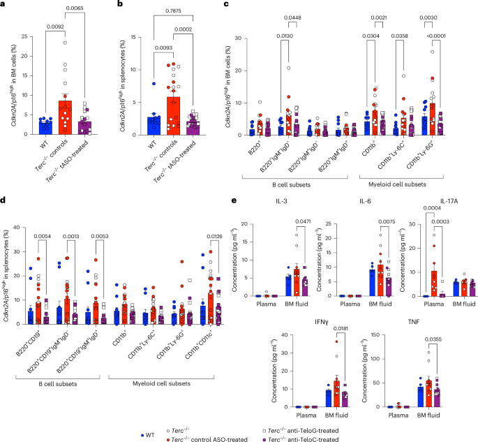 Fig. 2: tDDR inhibition decreases senescence burden in the hematopoietic organs of Terc−/− mice and lessens inflammation.