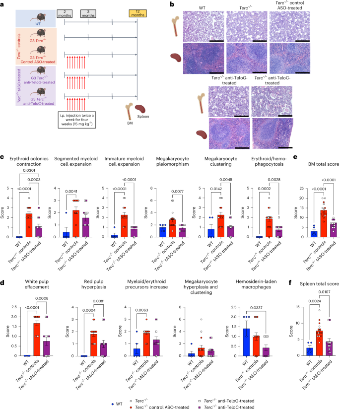 Fig. 3: tDDR inhibition promotes tissue homeostasis in the BM and spleen of adult Terc−/− mice.