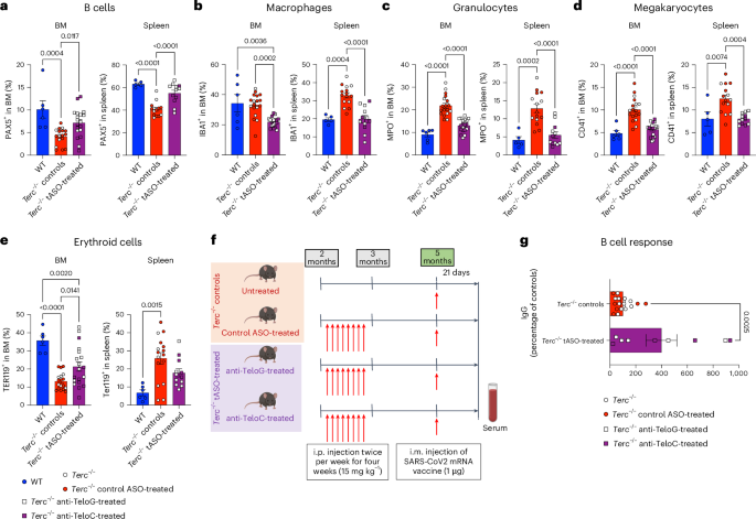 Fig. 4: tDDR inhibition preserves immune cell composition in adult Terc−/− mice and enhances early humoral immune responses.