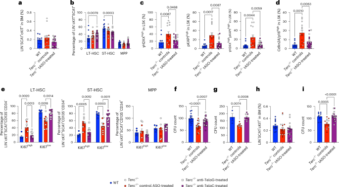 Fig. 5: tDDR inhibition enhances HSPC fitness of young and adult Terc−/− mice.