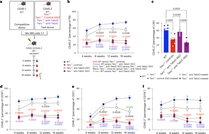 Fig. 6: tDDR inhibition improves reconstitution ability of Terc−/− mice.