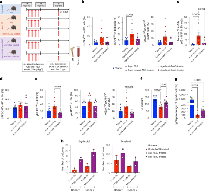 Fig. 7: tDDR inhibition attenuates age-associated DNA damage signaling, senescence and functional decline in hematopoietic cells of aged WT mice.