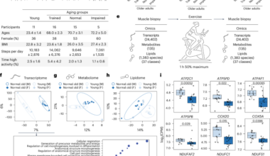Delayed molecular aging, preservation of energy metabolism and enhanced exercise response in exercise-trained human muscle