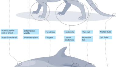 The evolution and diversification of Cetacea