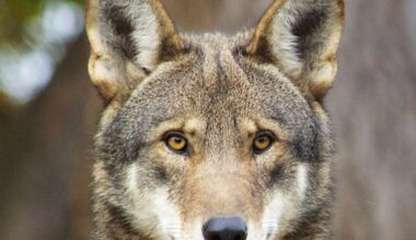 Four litters of endangered red wolf pups born in North Carolina :: WRAL.com