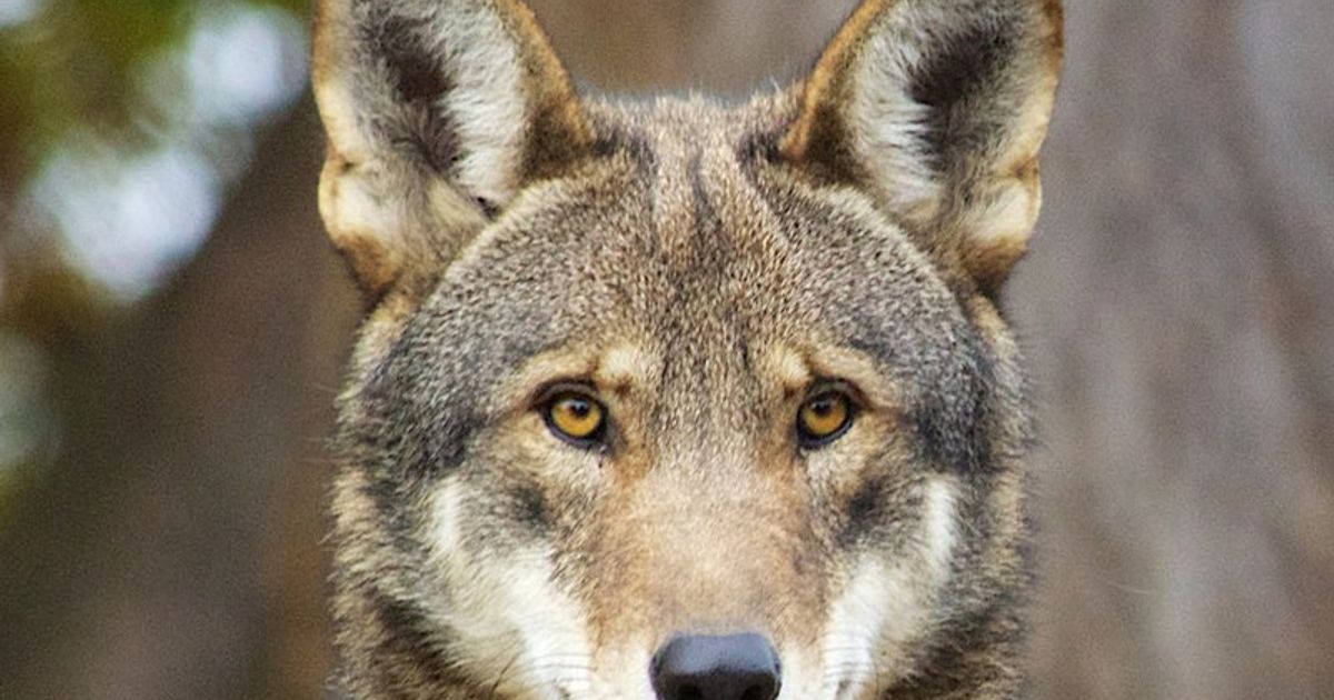 Four litters of endangered red wolf pups born in North Carolina :: WRAL.com