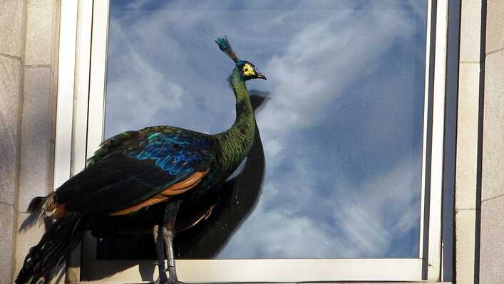 Peacock population plaguing Merritt Island neighborhood