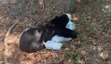Crews relocated a black bear Sunday after the animal was found close to a heavily populated area in Bourne.