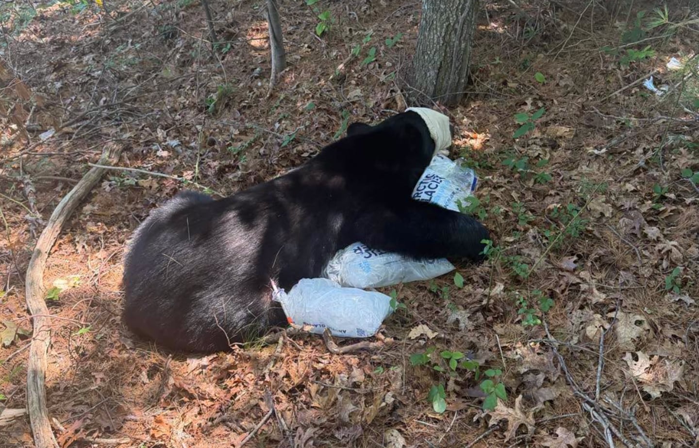 Crews relocated a black bear Sunday after the animal was found close to a heavily populated area in Bourne.