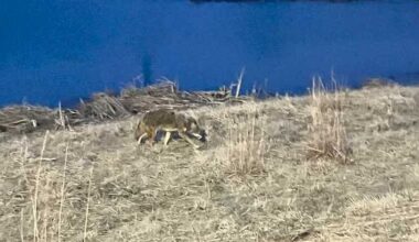 Iowa DNR warns of more coyote sightings statewide
