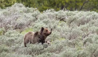 They’re on Our Flag, but Do Long-Gone Grizzly Bears Belong in Modern California? | Lost Coast Outpost