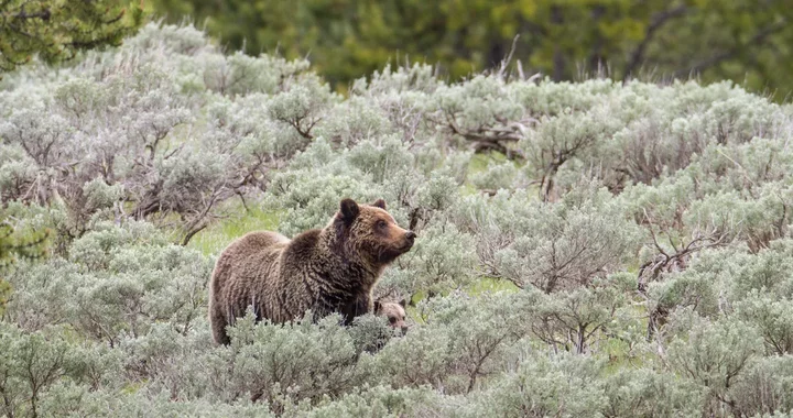 They’re on Our Flag, but Do Long-Gone Grizzly Bears Belong in Modern California? | Lost Coast Outpost