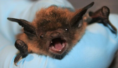11-Year-Old Boy Dies From Rabies After Bat Lands on His Face While He Slept