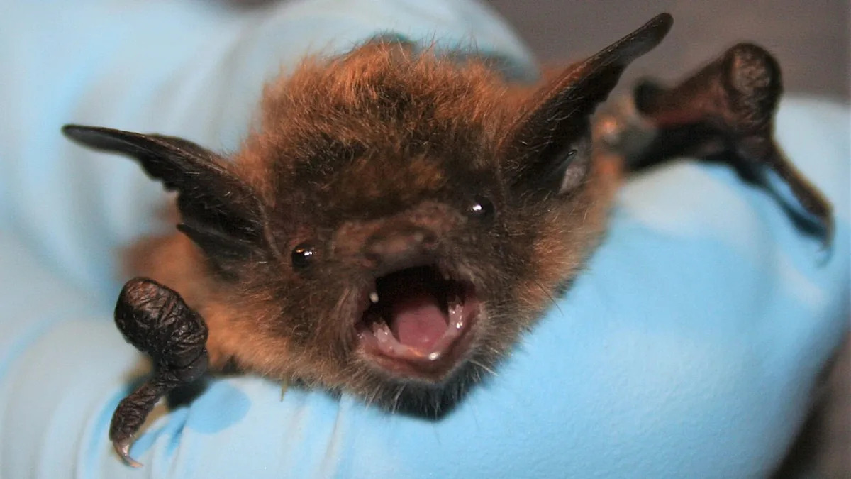 11-Year-Old Boy Dies From Rabies After Bat Lands on His Face While He Slept