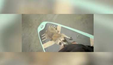 Paddleboarders rescue raccoon from drowning