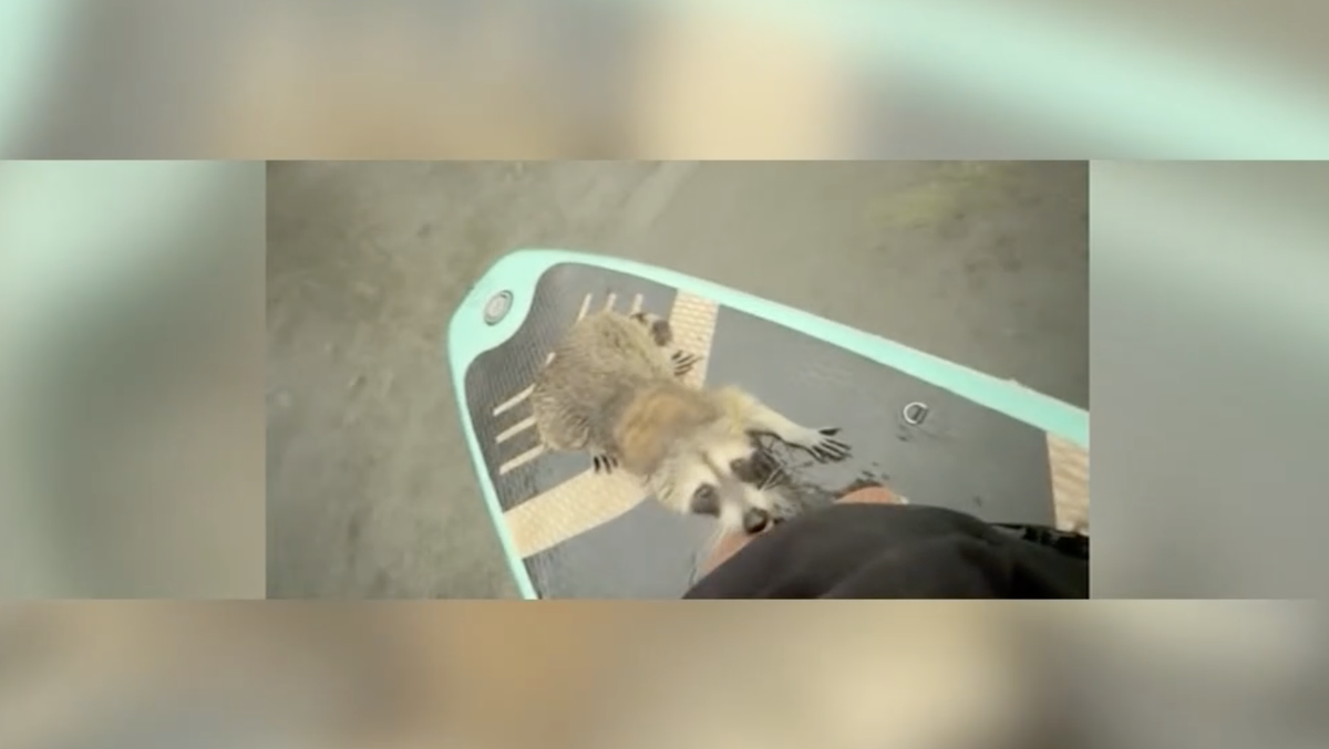 Paddleboarders rescue raccoon from drowning