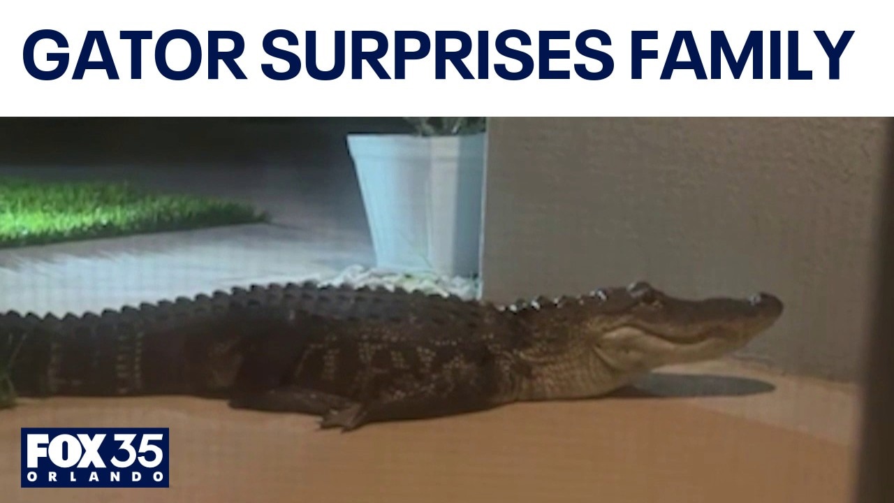 Alligator surprises Palm Bay family on front porch