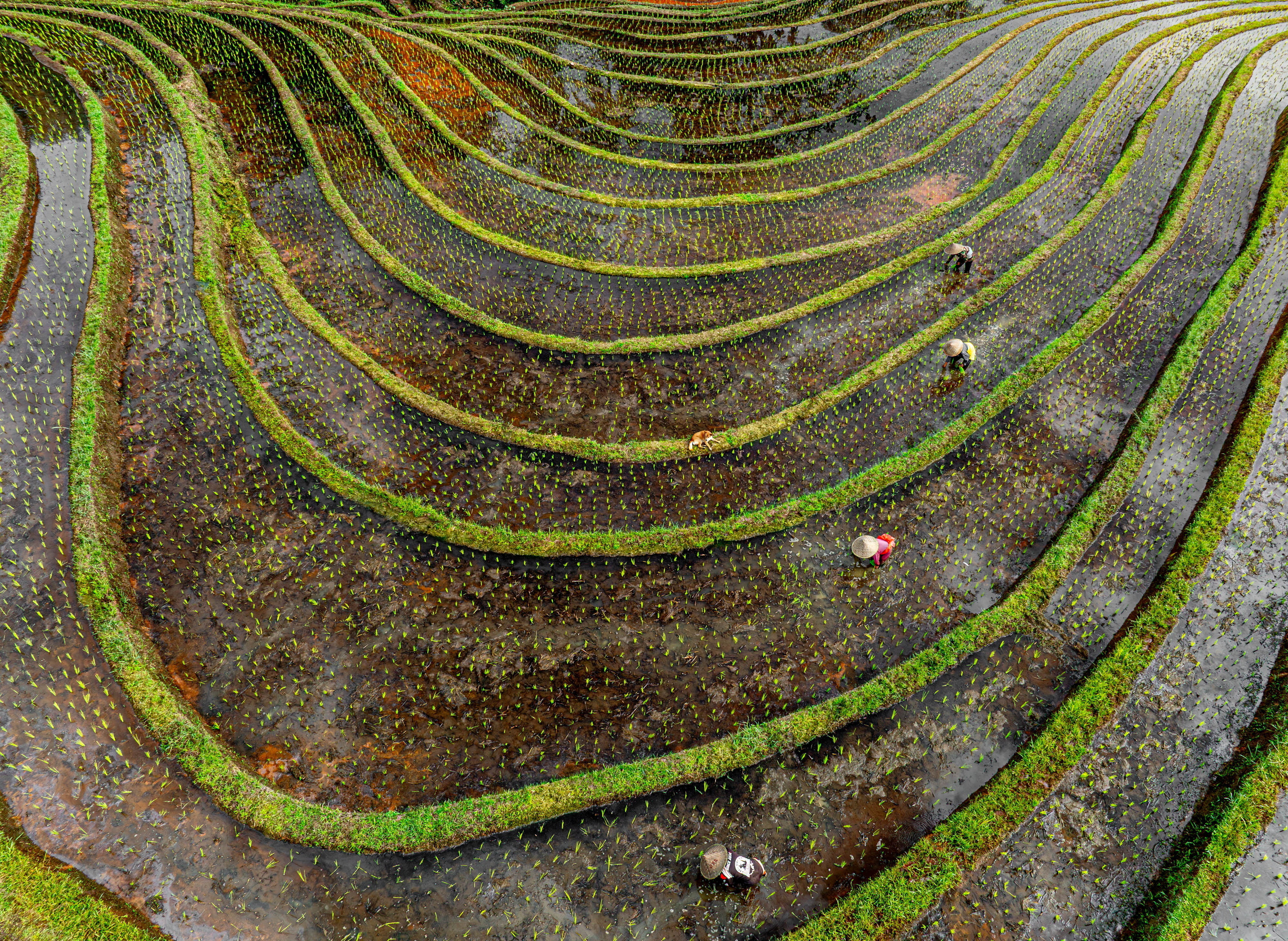 International Aerial Photographer of the Year competition
