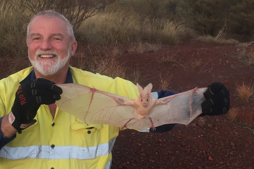 Bob Bullen wearing hi vis shirt and holding a ghost bat. Red dirt and shrubs in background.