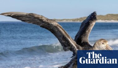 NSW records first suspected case of deadly H5 bird flu as virus reaches Australia’s east coast | Bird flu