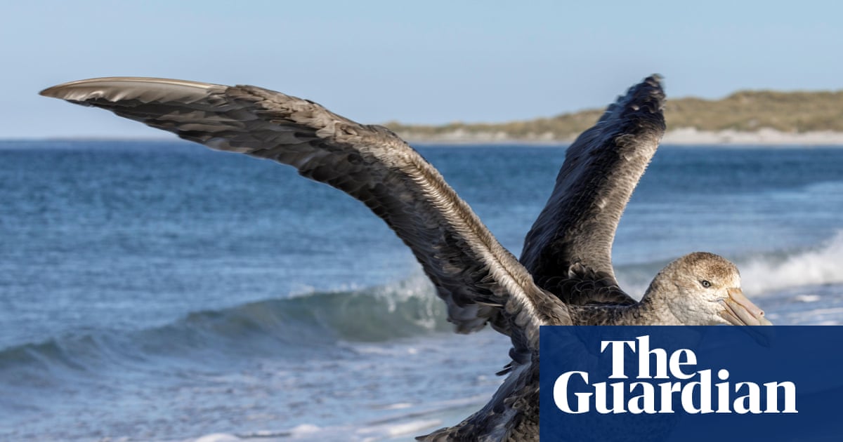 NSW records first suspected case of deadly H5 bird flu as virus reaches Australia’s east coast | Bird flu