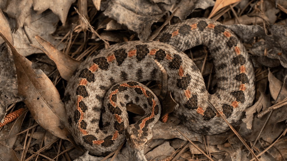 Pygmy Rattlesnake