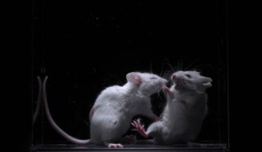 Japanese scientists identify neural mechanism that may explain why we dislike people