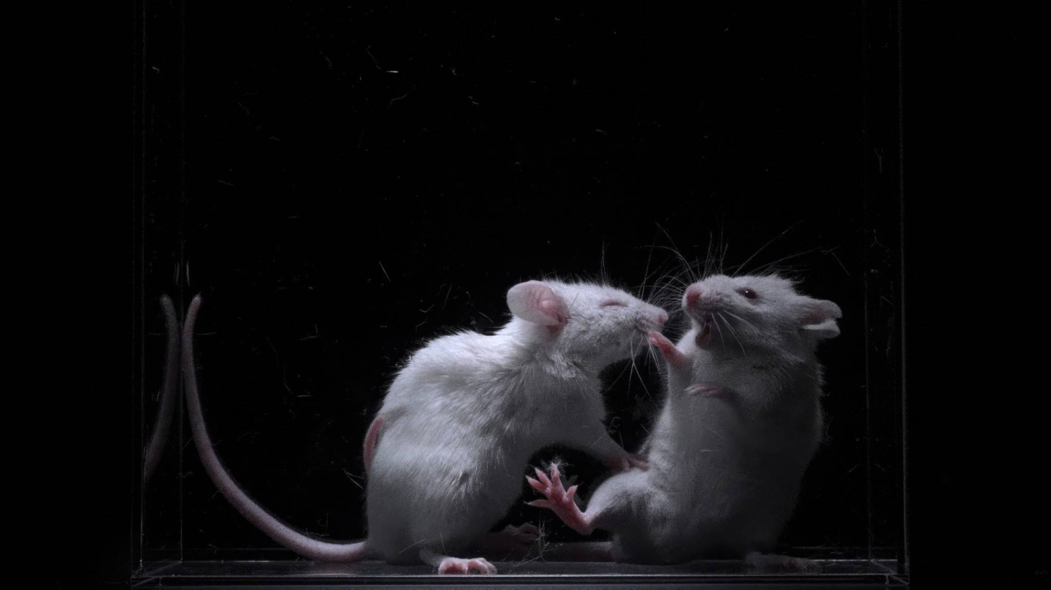 Japanese scientists identify neural mechanism that may explain why we dislike people