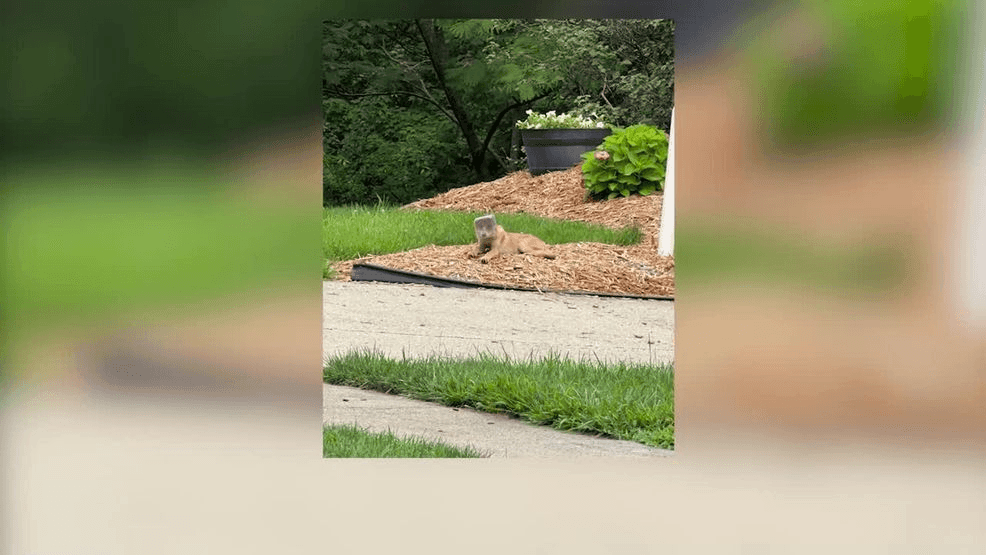 A dog, or possibly a coyote, with its head stuck in a jar has prompted a growing search effort in Delhi Township, drawing in dozens of neighbors and experienced animal rescuers as concerns rise about how long the animal can survive in its current state. (WKRC)