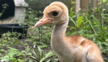 Rare cranes born in Jefferson County, thanks to foster hen