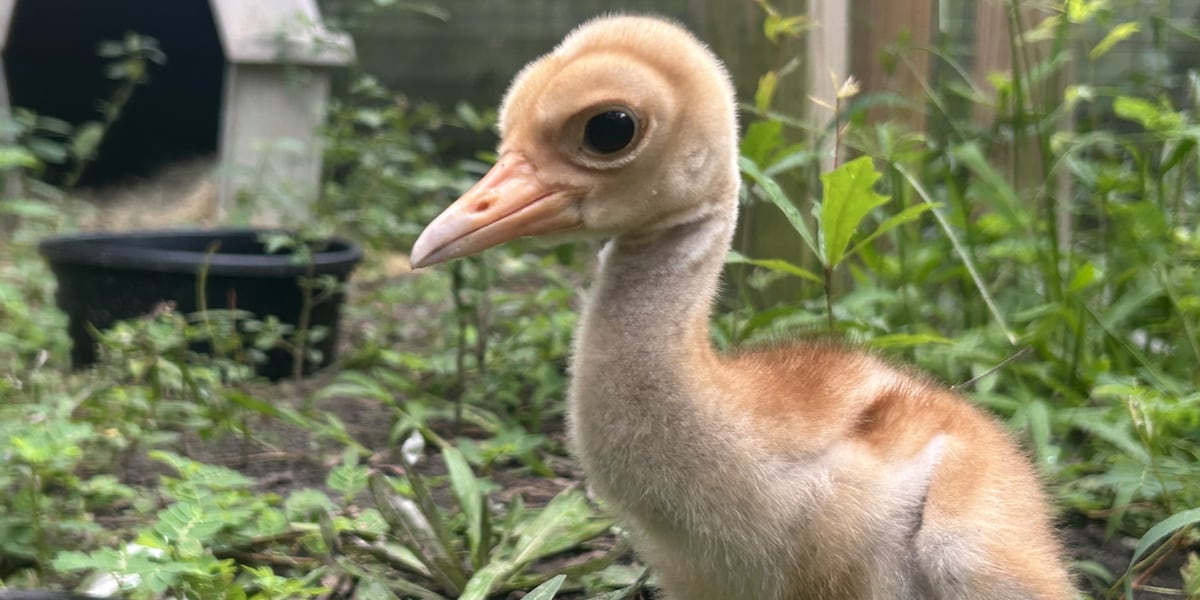 Rare cranes born in Jefferson County, thanks to foster hen