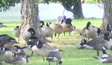 USDA kills 550 geese at request of neighborhood’s HOA because of overpopulation